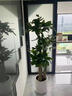 臨雅步步高招財樹(shù)植物大型發(fā)財樹(shù)盆栽喬遷開(kāi)業(yè)1.3-1.4m金邊盆源頭直發(fā) 曬單實(shí)拍圖