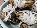 【活蟹】湖鮮陽(yáng)澄大閘蟹公4.7-5.0兩 母3.6-3.9兩4對8只鮮活過(guò)年年貨螃蟹海鮮禮盒送禮 曬單實(shí)拍圖