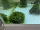森淵莫斯樹(shù)水草魚(yú)缸造景無(wú)土淡水增氧水族箱懶人沉木魚(yú)缸活體淡水植物 成品莫斯樹(shù)(高7-8cm單頭) 曬單實(shí)拍圖