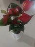 愛(ài)優(yōu)尚紅掌盆栽花卉植物室內防輻射凈化空氣開(kāi)花桌面小植物源頭直發(fā) 曬單實(shí)拍圖