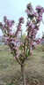 翩然西府海棠花樹(shù)苗高桿西府海棠垂絲海棠地盆栽耐寒庭院大型四季花卉 西府海棠（多分支 帶土球發(fā)）花期才帶花苞 3公分粗 高1.4米左右【季節不同/狀態(tài)不同】 曬單實(shí)拍圖