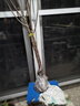 正宗嫁接車(chē)厘子樹(shù)苗大櫻桃樹(shù)苗桃樹(shù)李子盆栽果樹(shù)苗南北方種植帶土 俄羅斯8號6年苗一顆1.5厘米粗 曬單實(shí)拍圖