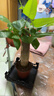 【帶盆高度約15-25cm】發(fā)財樹(shù)盆栽室內植物客廳辦公室吸甲醛好養 單桿發(fā)財樹(shù)+塑料四方舍得盆+小方底座 花盆直徑約8cm 曬單實(shí)拍圖