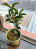 四季茶花紅山茶盆栽陽(yáng)臺露臺庭院綠植帶花苞原盆原土好養活 夏日七心（含盆40厘米以上，帶盆帶花苞發(fā)貨） 夏日七心 曬單實(shí)拍圖