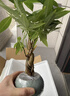 八芽盆栽發(fā)財樹(shù)植物室內禪意招財樹(shù)盆景辦公室桌面綠植源頭直發(fā)包郵 辮子發(fā)財樹(shù)-圓肚盆-熊貓-密胺托 含盆 曬單實(shí)拍圖