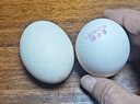 黃天鵝旗艦店正品黃天鵝可生食雞蛋無(wú)沙門(mén)氏菌營(yíng)養品質(zhì)鮮蛋禮盒中秋 30枚大蛋可生食雞蛋【單枚約60g】 曬單實(shí)拍圖
