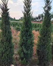 柏樹(shù)樹(shù)苗塔柏樹(shù)苗墓地松樹(shù)苗墳前清明節園林工程綠化喬木四季常青 精品塔柏樹(shù)苗：1米高（帶土發(fā)貨送肥料） 曬單實(shí)拍圖