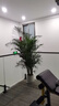 愛(ài)優(yōu)尚散尾葵植物盆栽客廳大型綠植室內落地辦公室好養鳳尾竹源頭直發(fā) 曬單實(shí)拍圖