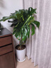 愛(ài)優(yōu)尚龜背竹盆栽客廳室內辦公室大型綠植盆景凈化空氣吸甲醛源頭直發(fā) 曬單實(shí)拍圖