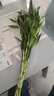 富貴竹水養基地直發(fā)水培植物轉運竹綠植盆景帶根四季水養插鮮花瓶 富貴竹60CM10棵(送生根粉_不含瓶) 曬單實(shí)拍圖