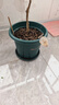 青山盆控根花盆加厚大號加侖盆新款塑料廠(chǎng)家直銷(xiāo)陽(yáng)臺耐用吸水家庭 青山6號【口徑32cm】5個(gè) 帶托盤(pán) 曬單實(shí)拍圖