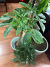 花友大型植物發(fā)財樹(shù)各種大顆盆栽開(kāi)業(yè)喬遷客廳辦公室內好養大型綠植 獨桿發(fā)財樹(shù)40-50厘米黑福盆 不含盆 曬單實(shí)拍圖