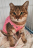 寵物衣服四季斯芬克斯無(wú)毛貓德文衣服彈力四腳衣薄狗狗衣服貓衣服 粉色愛(ài)心四腳衣 M 約6-7斤 曬單實(shí)拍圖