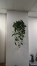 京悠雨綠蘿吊蘭水培盆栽室內除甲醛長(cháng)藤綠籮垂吊植物新房去甲醇凈化空氣 精品紅盆(1盆)送儲水盆 帶盆栽好 曬單實(shí)拍圖