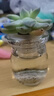 迎虞花苑迷你多肉女生盆栽玻璃瓶栽小多肉diy種植網(wǎng)紅治愈系創(chuàng  )意植物水培 1個(gè)景天多肉+1個(gè)玻璃瓶 曬單實(shí)拍圖