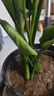 天堂鳥(niǎo)客廳大型綠植旺宅植物辦公室內好養落地大葉花卉鶴望蘭盆栽 天堂鳥(niǎo)51-61cm3棵【加侖盆】+復合肥 曬單實(shí)拍圖