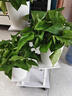 佳賀（JIAHE）綠蘿盆栽除甲醛花卉綠植辦公室新房?jì)艋諝饧彝?110款綠蘿原盆 10盆裝 曬單實(shí)拍圖
