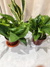 綠蘿盆栽室內客廳綠植花卉 家用凈化空氣綠籮植物吸除甲醛吊蘭 高20CM【原盆+托盤(pán)】2盆+2肥 曬單實(shí)拍圖