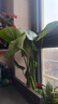 特價(jià)龜背竹大葉開(kāi)背盆栽室內客廳綠植土水培四季常青花卉凈化空氣 龜背竹原盆原土【42-52高】3顆+肥料 曬單實(shí)拍圖