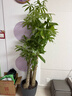 植男植女步步高發(fā)財樹(shù)大棵盆栽客廳落地室內大型綠植物綠植招財樹(shù)源頭直發(fā) 曬單實(shí)拍圖