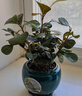 格調生活小盼菩提樹(shù)盆栽綠植物室內花盆景辦公室桌面觀(guān)葉四季客廳好養活樹(shù) 特大盼菩提（帶果發(fā)貨）綠迎客松陶瓷 帶盆栽好 曬單實(shí)拍圖