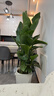 植男植女天堂鳥(niǎo)盆栽客廳室內好養大型落地綠植辦公室大葉鶴望蘭源頭直發(fā) 曬單實(shí)拍圖