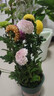 超多花朵· 乒乓菊盆栽 鮮花盆栽室內陽(yáng)臺花卉盆栽 彩虹乒乓菊【超多花朵】+送盆 曬單實(shí)拍圖