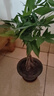 發(fā)財樹(shù)盆栽大型室內綠植物花卉招財樹(shù)搖錢(qián)樹(shù)開(kāi)業(yè)喬遷新居贈禮綠植 辮子發(fā)財樹(shù)50-60cm高【原盆】 曬單實(shí)拍圖