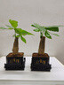 【帶盆高度約15-25cm】發(fā)財樹(shù)盆栽室內植物客廳辦公室吸甲醛好養 單桿發(fā)財樹(shù)+塑料四方舍得盆+小方底座 花盆直徑約8cm 曬單實(shí)拍圖