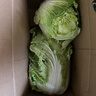 霜打黃心大白菜玲瓏黃心大娃娃菜涼拌火鍋炒菜冬儲菜產(chǎn)地批發(fā) 黃心大白菜10斤 曬單實(shí)拍圖