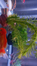 瘋狂水草（FKSC）魚(yú)缸水草真水草凈化底部水草坨草水榕皇冠草趴地矮珍珠直接入缸 綠菊大坨【帶水草泥】 曬單實(shí)拍圖