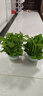 雙盟綠蘿盆栽除甲醛花卉綠植辦公室新房?jì)艋諝?80加侖2盆裝源頭直發(fā) 曬單實(shí)拍圖