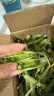 新鮮豌豆四川帶殼青豆角水果甜豆莢農家蔬菜 新鮮青豌豆莢凈重3斤 曬單實(shí)拍圖