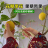 臨雅香水檸檬樹(shù)盆栽室內大型綠植物客廳陽(yáng)臺四季好養1.4m含盆源頭直發(fā) 曬單實(shí)拍圖