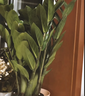 行湘三桿發(fā)財樹(shù)綠植招財盆景 精品大三桿發(fā)財樹(shù)（不含盆）源頭直發(fā) 曬單實(shí)拍圖