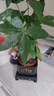 【帶盆高度約15-25cm】發(fā)財樹(shù)盆栽室內植物客廳辦公室吸甲醛好養 單桿發(fā)財樹(shù)+塑料四方舍得盆+小方底座 花盆直徑約8cm 曬單實(shí)拍圖