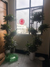 愛(ài)優(yōu)尚幸福樹(shù)盆栽客廳室內大型綠植辦公室喬遷新家凈化綠寶空氣源頭直發(fā) 曬單實(shí)拍圖
