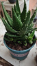 泰西絲蘆薈盆栽花卉綠植多肉植物四季好養精選大號蘆薈(原土盆)源頭直發(fā) 曬單實(shí)拍圖