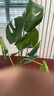 水培龜背竹植物盆栽綠植室內凈化空氣好養辦公室桌面帶根懶人好養 龜背竹50cm1棵裸苗 曬單實(shí)拍圖