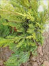 述雪塔柏樹(shù)苗帶泥墓地松蜀檜柏松柏墳頭掃墓寶塔松側柏龍柏工程綠化苗 龍柏90-100厘米高 曬單實(shí)拍圖