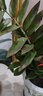 【金錢(qián)樹(shù)】盆栽客廳室內植物錢(qián)串子大型發(fā)財綠植喬遷開(kāi)業(yè)送盆花卉 6-9株 50-60cm（原土盆） 送肥料 曬單實(shí)拍圖