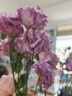 無(wú)刺玫瑰洋桔梗鮮切花插花捧花家庭水養云南昆明直發(fā)20-30個(gè)花苞 波浪淺紫 曬單實(shí)拍圖