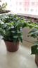 種花迷幸福樹(shù)綠植花卉小盆栽室內客廳辦公室D6 一盆四顆幸福樹(shù)(原盆發(fā)貨 2盆精品幸福樹(shù)(原盆發(fā)貨)20厘米左右高 曬單實(shí)拍圖