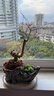紫薇樹(shù)樁盆景熟樁小老樁百日紅花卉室內綠植小盆栽桌面陽(yáng)臺小盆景 造型隨機發(fā)貨 不含盆 曬單實(shí)拍圖
