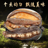 繽鮮國產(chǎn) 鮮凍大鮑魚(yú)帶殼凈重430g10-12頭-源頭直發(fā) 曬單實(shí)拍圖