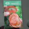 壽禾草莓番茄種子苗綠肩西紅柿蔬菜種籽 濰豐貝雷塔草莓番茄種子25粒 曬單實(shí)拍圖