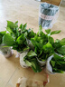 雙盟綠蘿盆栽除甲醛花卉綠植辦公室新房?jì)艋諝?120款10盆源頭直發(fā) 曬單實(shí)拍圖