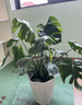 植男植女龜背竹客廳大盆栽大型綠植室內凈化空氣菱形盆源頭直發(fā) 曬單實(shí)拍圖