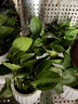 【綠蘿盆栽】吸甲醛凈化空氣水培綠植物懶人花卉好養搬家禮物全 【特惠10盆】綠蘿+白色南瓜盆自吸水 整體含盆高度20-25cm 曬單實(shí)拍圖