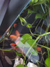 寵小俠精品金魚(yú)觀(guān)賞魚(yú)鴻運當頭金魚(yú)活體魚(yú)缸小魚(yú)冷水魚(yú)招財魚(yú)蘭壽丹頂紅 混搭金魚(yú)6條【包活5條】5-7cm 曬單實(shí)拍圖